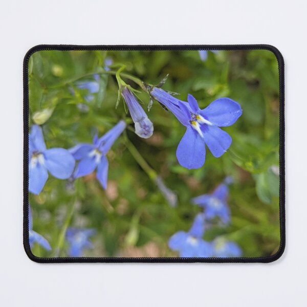 Item preview, Lobelia 'Sapphire' Blue Flowers, Macro Garden Photography designed and sold by PrettyAround.