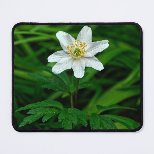 Item preview, Macro Image of WOOD ANEMONE designed and sold by Tom McPherson Photography.
