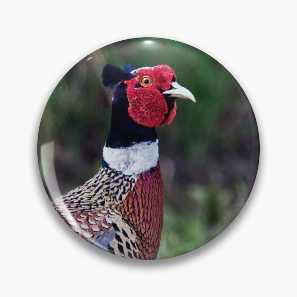 Item preview, Common Pheasant designed and sold by Tom McPherson Photography.