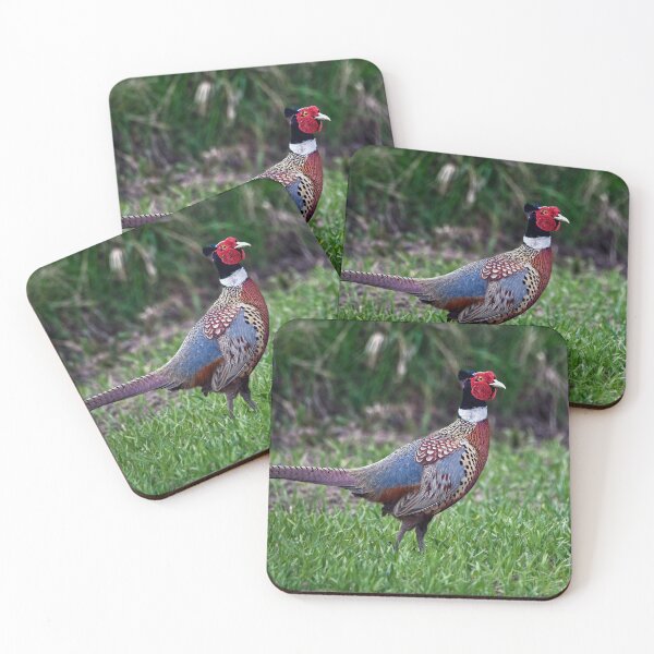 Item preview, Common Pheasant designed and sold by Tom McPherson Photography.