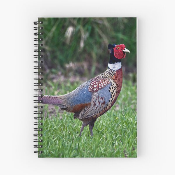 Item preview, Common Pheasant designed and sold by Tom McPherson Photography.