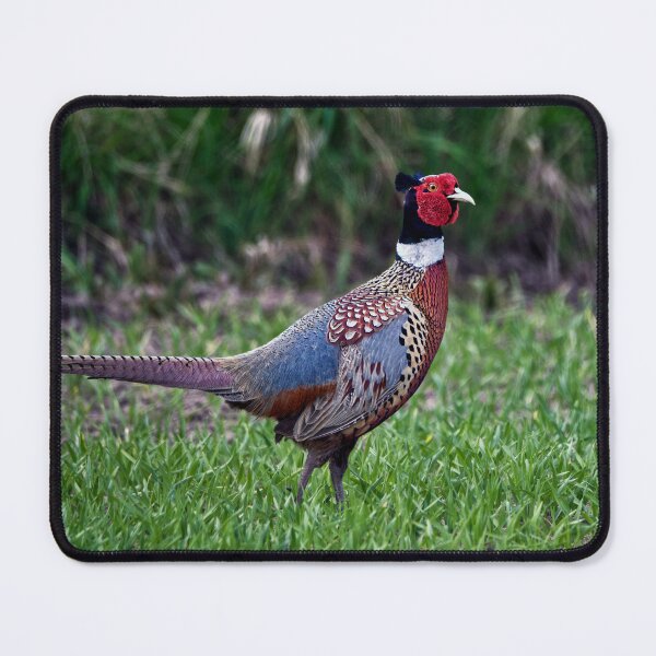 Item preview, Common Pheasant designed and sold by Tom McPherson Photography.