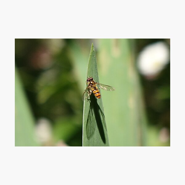 Hover shadow Photographic Print