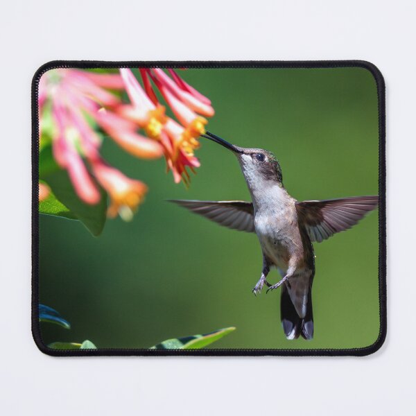 Item preview, Hummingbird and Honeysuckle designed and sold by Craig Sterken.