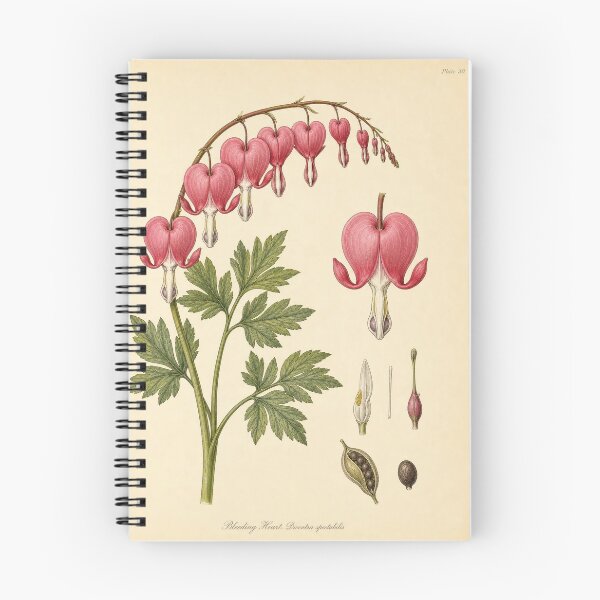 Item preview, Vintage Bleeding Heart Botanical Prin designed and sold by NuvoraNest.