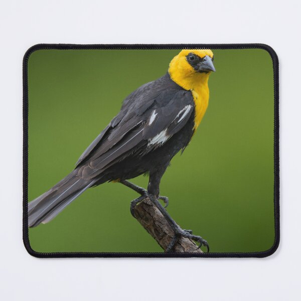 Item preview, Yellow Headed Blackbird designed and sold by Craig Sterken.
