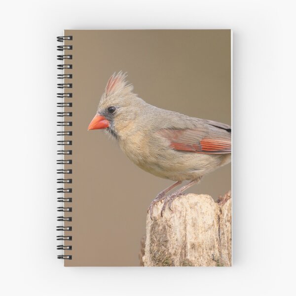 Item preview, Female Cardinal designed and sold by Craig Sterken.