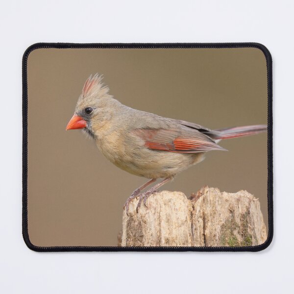 Item preview, Female Cardinal designed and sold by Craig Sterken.