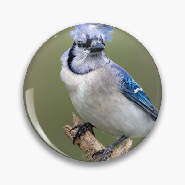 Item preview, Blue Jay Bad Hair Day designed and sold by Craig Sterken.