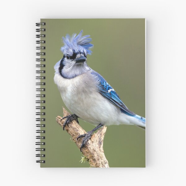 Item preview, Blue Jay Bad Hair Day designed and sold by Craig Sterken.