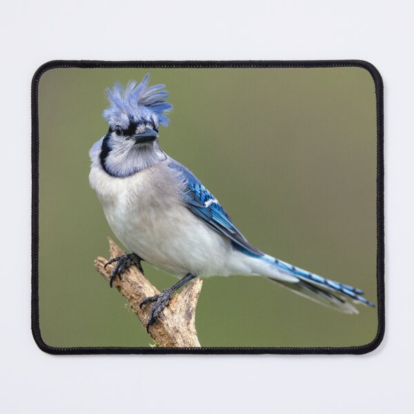 Item preview, Blue Jay Bad Hair Day designed and sold by Craig Sterken.