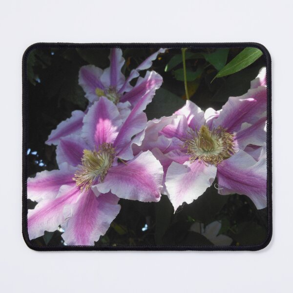 Item preview, Clematis In Pink designed and sold by Kashmere1646.