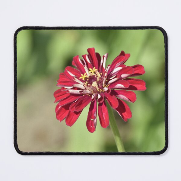 Item preview, Crimson Red Zinnia Vertical Garden Flower Photography designed and sold by TathataPhotos.