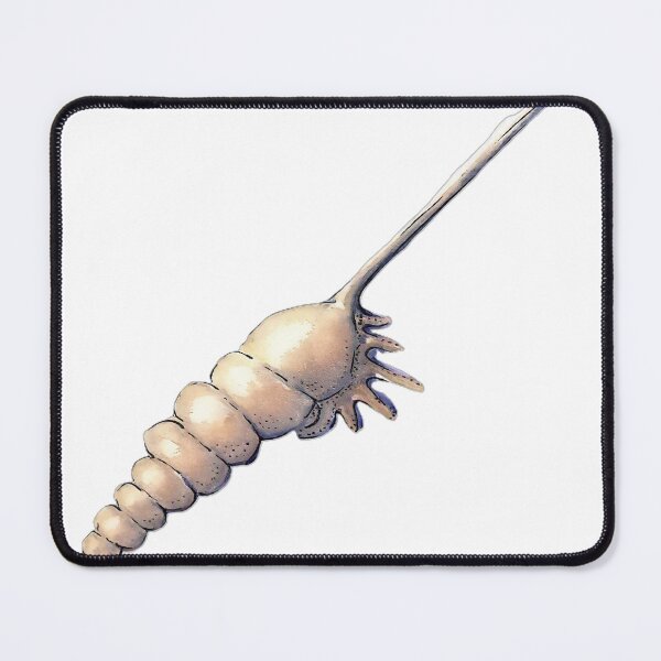 Item preview, Tibia Shell Watercolour Art – Coastal Seashell Illustration designed and sold by ArtwithKellie.