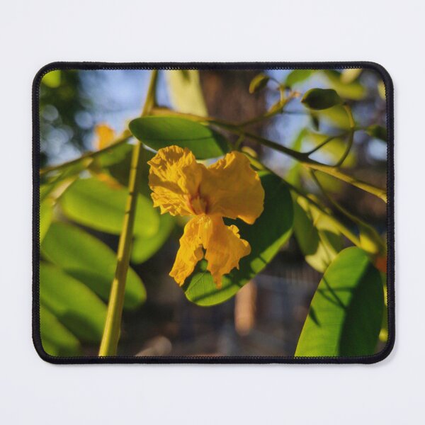 Item preview, summer bloom, Tipuana tipu designed and sold by Lunar-Dragon.