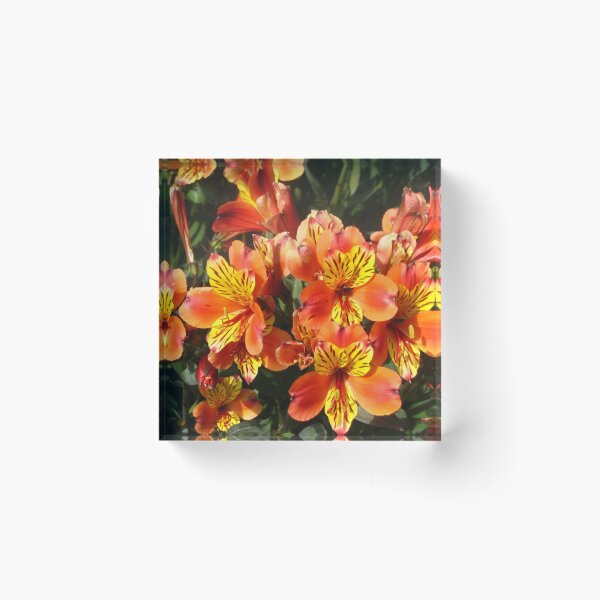 Item preview, Alstroemeria Lily of the Incas in Flame Colors designed and sold by JoyousArt4u.