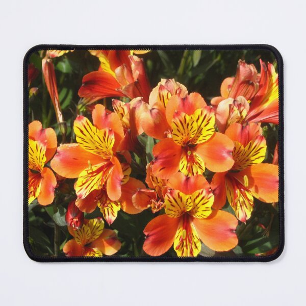Item preview, Alstroemeria Lily of the Incas in Flame Colors designed and sold by JoyousArt4u.