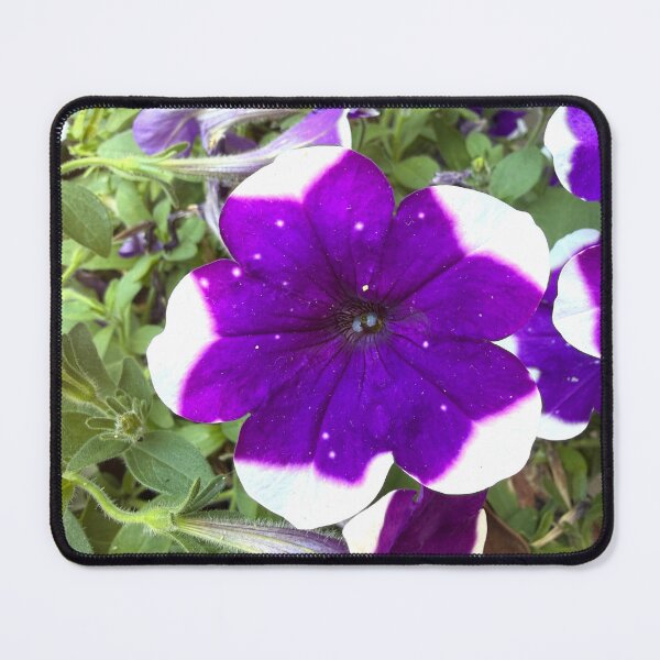 Item preview, Starry Purple and White Bi-Color Petunia Flower designed and sold by BalkanBloom.