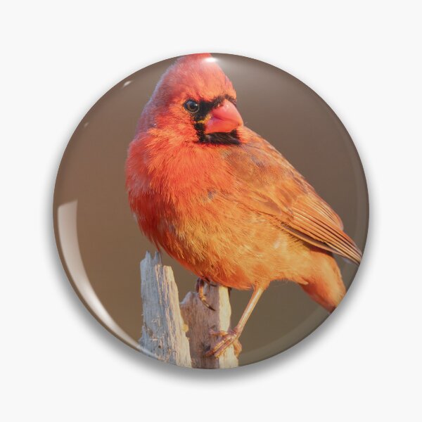 Item preview, Male Cardinal Perched on Dead Tree designed and sold by Craig Sterken.