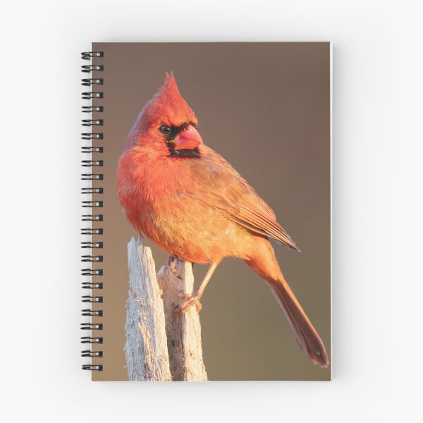 Item preview, Male Cardinal Perched on Dead Tree designed and sold by Craig Sterken.