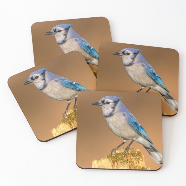 Item preview, Blue Jay Perches on Tree Stump in Early Morning Light designed and sold by Craig Sterken.