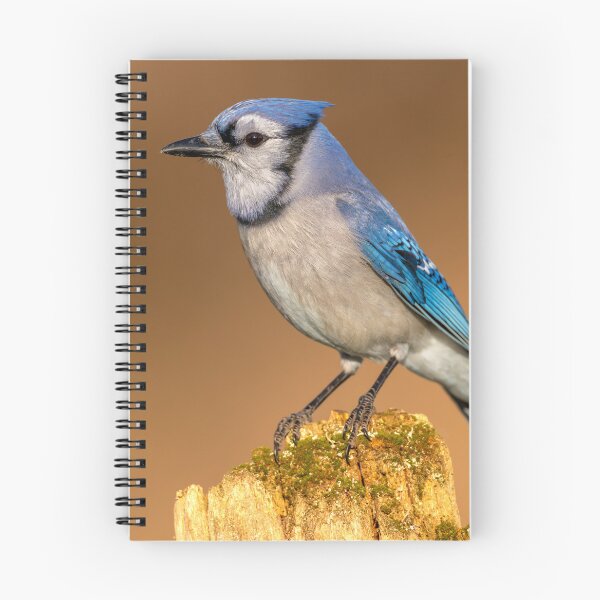 Item preview, Blue Jay Perches on Tree Stump in Early Morning Light designed and sold by Craig Sterken.