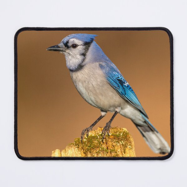 Item preview, Blue Jay Perches on Tree Stump in Early Morning Light designed and sold by Craig Sterken.