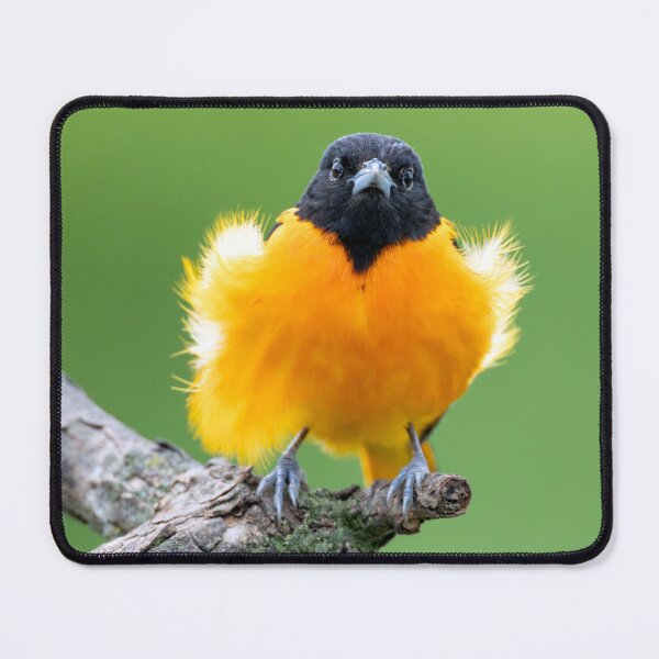 Item preview, Young Baltimore Oriole Bird with Feathers highlighted from Sunshine designed and sold by Craig Sterken.
