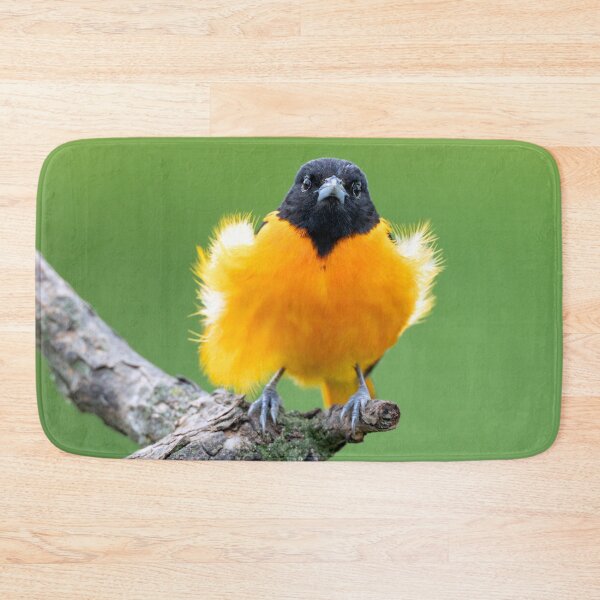 Item preview, Young Baltimore Oriole Bird with Feathers highlighted from Sunshine designed and sold by Craig Sterken.
