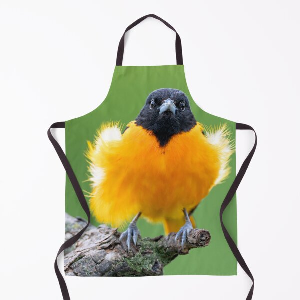 Item preview, Young Baltimore Oriole Bird with Feathers highlighted from Sunshine designed and sold by Craig Sterken.