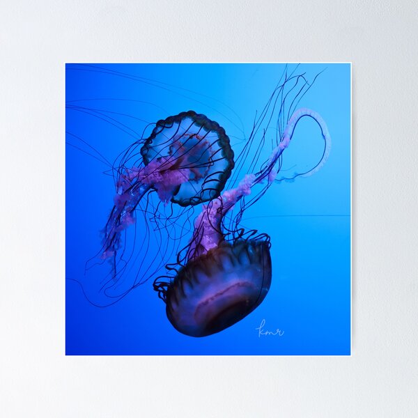 Item preview, Pacific Sea Nettle Jellyfish designed and sold by Kmrphotostn.