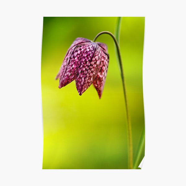 Snakeshead Fritillary Poster