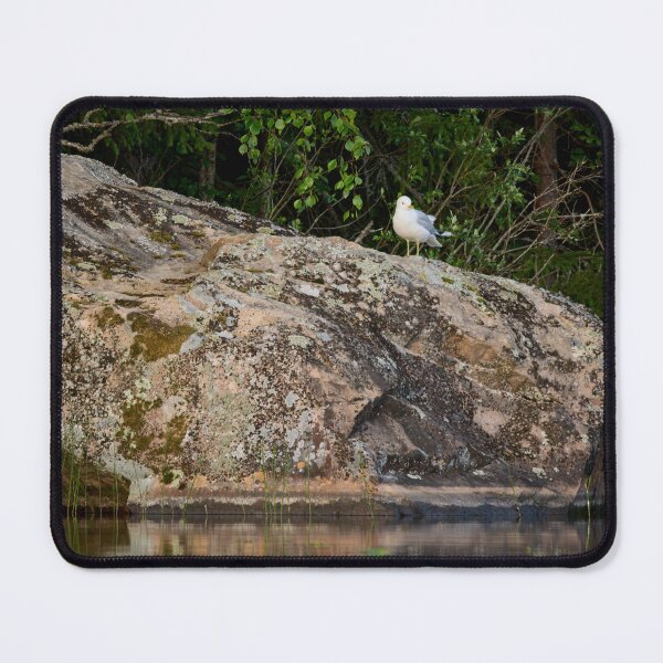Item preview, Evening light. Common gull designed and sold by Jouko Lehto Photography.