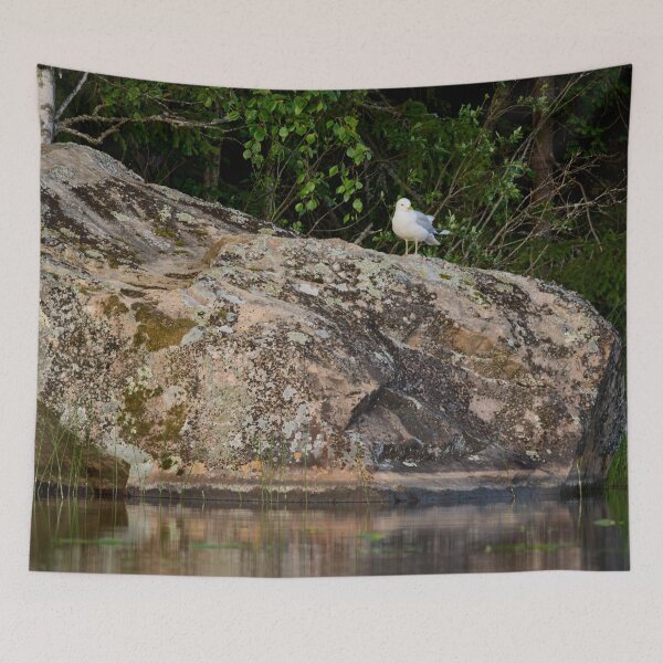 Item preview, Evening light. Common gull designed and sold by Jouko Lehto Photography.
