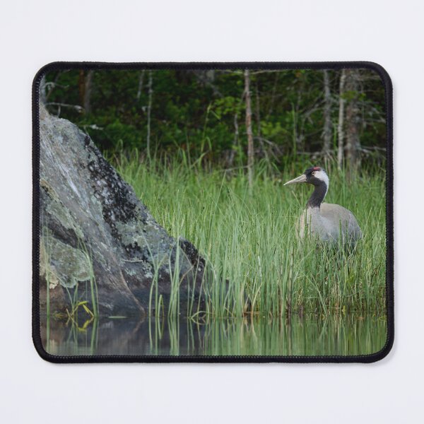 Item preview, Shy one. Eurasian crane designed and sold by Jouko Lehto Photography.