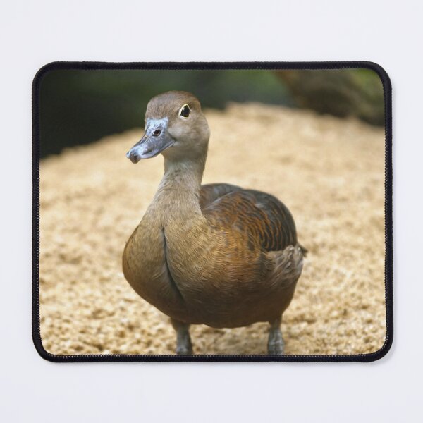 Item preview, Cute Little Whistling Duck Nursery Bird Art designed and sold by Vac1.