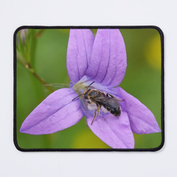 Item preview, Orange-legged furrow bee on Spreading Bellflower designed and sold by Jouko Lehto Photography.