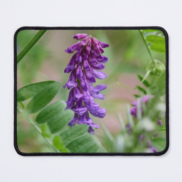 Item preview, Framed. Tufted Vetch designed and sold by Jouko Lehto Photography.