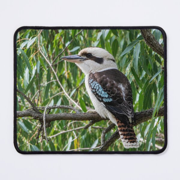 Item preview, Laughing Kookaburra | Australian Wildlife Bird Photography | Native Australian Bird designed and sold by radestilo.