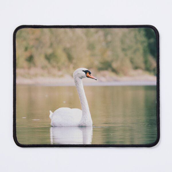 Item preview, Majestic White Swan on Lake Photography | Elegant Nature Wall Art designed and sold by Mypixieart.