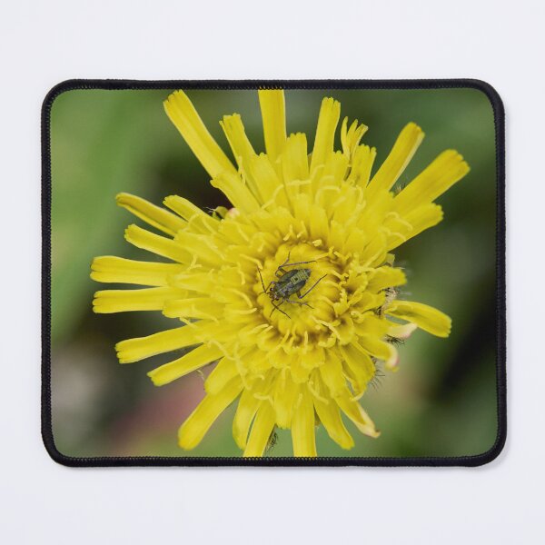Item preview, Mouse Ear Hawkweed with a green bug designed and sold by Jouko Lehto Photography.