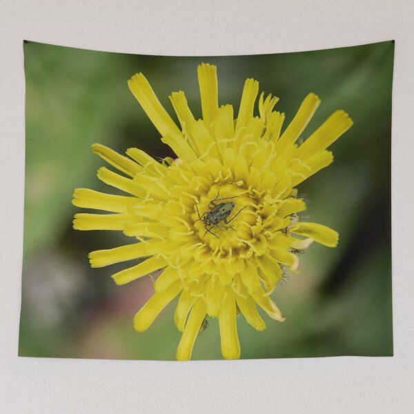 Item preview, Mouse Ear Hawkweed with a green bug designed and sold by Jouko Lehto Photography.