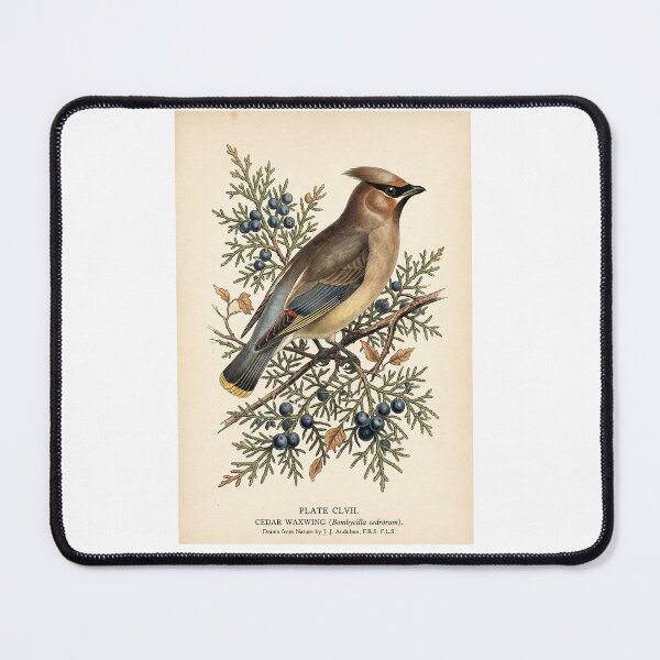 Item preview, Cedar Waxwing Vintage Bird  designed and sold by Roy & Tiffany.
