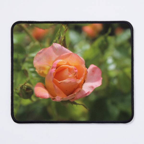 Item preview, Blushing pink rose - Romantic botanical photography designed and sold by Cha-s-lens.