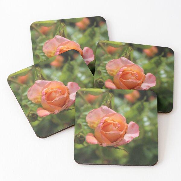 Aperçu de l'œuvre Rose rose tendre - Photographie botanique romantique créée et vendue par Cha-s-lens.