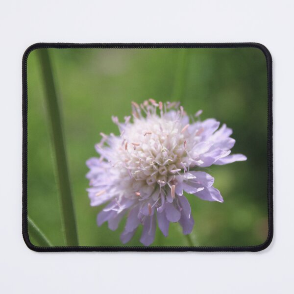 Item preview, Dreamy purple field scabious - Wildflower photography designed and sold by Cha-s-lens.