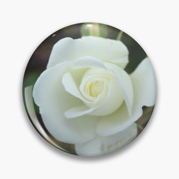 Item preview, Elegant white rose bloom - Botanical flower photography designed and sold by Cha-s-lens.