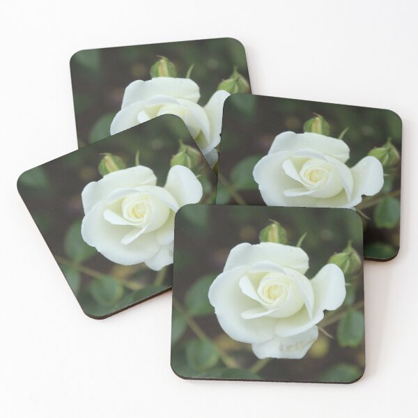 Item preview, Elegant white rose bloom - Botanical flower photography designed and sold by Cha-s-lens.