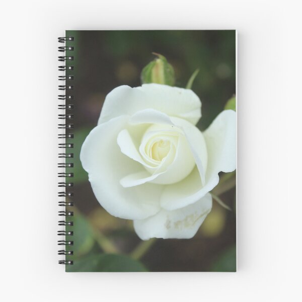 Item preview, Elegant white rose bloom - Botanical flower photography designed and sold by Cha-s-lens.