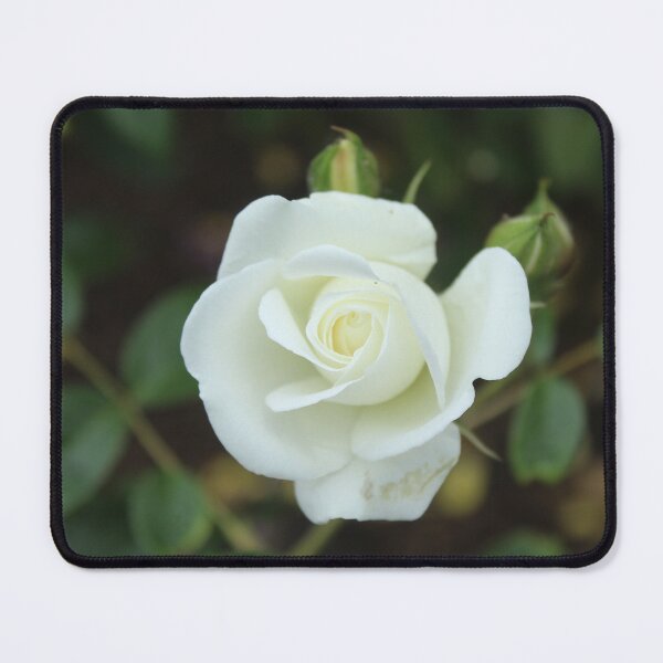 Item preview, Elegant white rose bloom - Botanical flower photography designed and sold by Cha-s-lens.